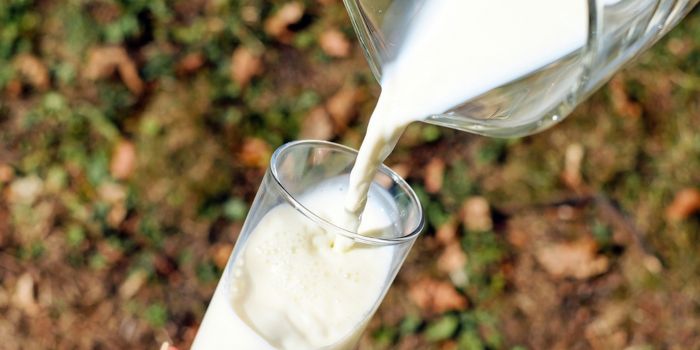 WellHealthorganic Buffalo Milk Tag : A Healthier Dairy Choice?